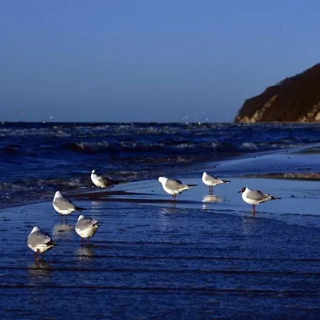 Apartmán Alexandra Ii *