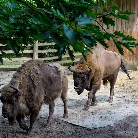 Apartmán Alexandra Ii Miedzyzdroje