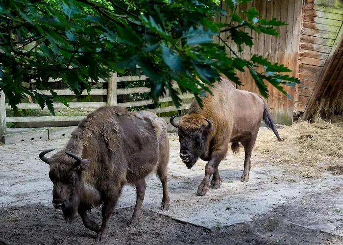 Апартаменты Alexandra Ii Мендзыздрое